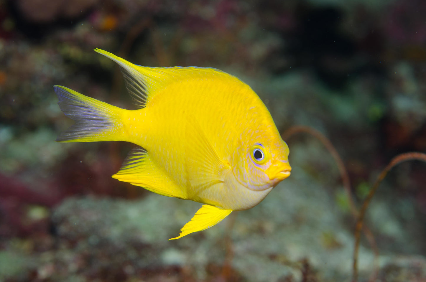 GOLDEN DAMSELFISH