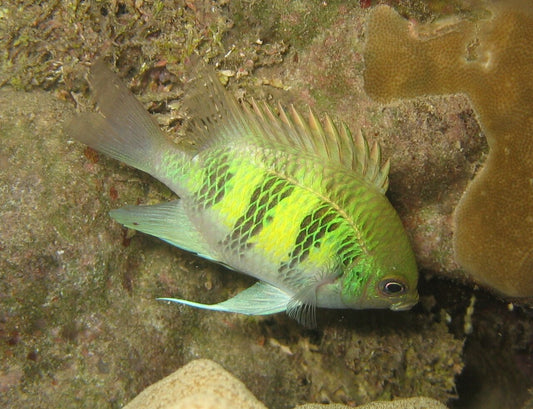 LEMON / STAGHORN DAMSEL