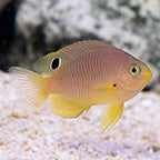 AMBON DAMSELFISH