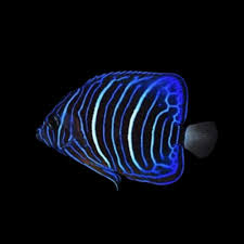 ASFUR ANGELFISH JUVENILE