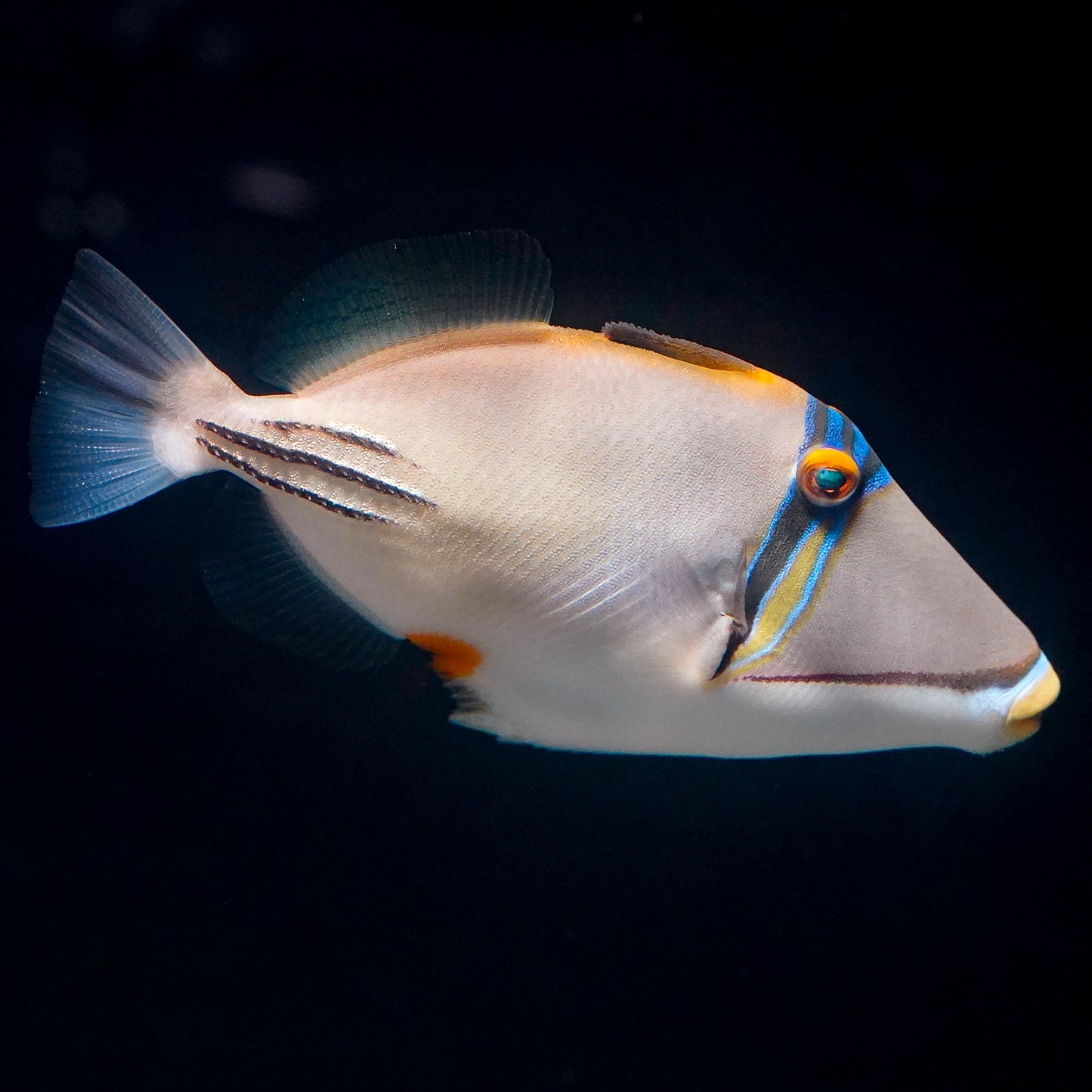 ASSASI TRIGGERFISH - Red Sea