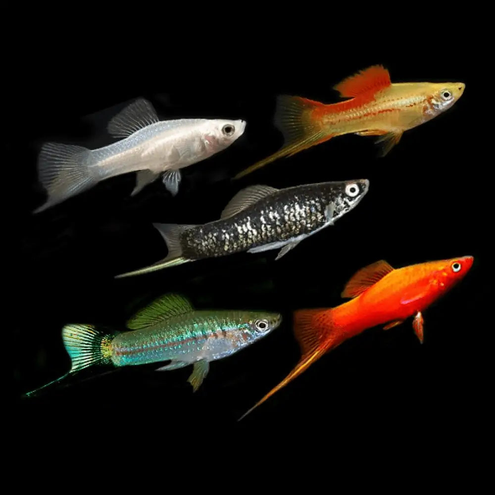 SWORDTAIL ASSORTED