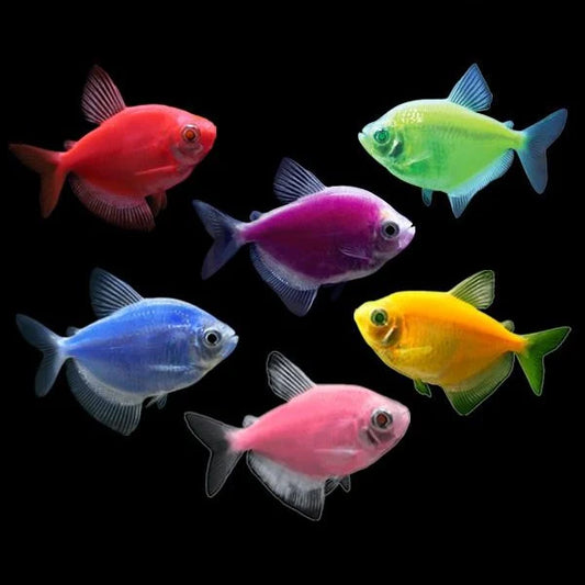 FLUORESCENT ASSORTED SKIRT TETRA
