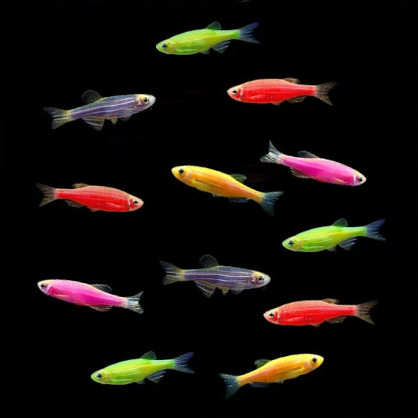 ASSORTED DANIO