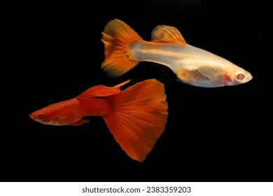 GUPPY ASSORTED PAIR