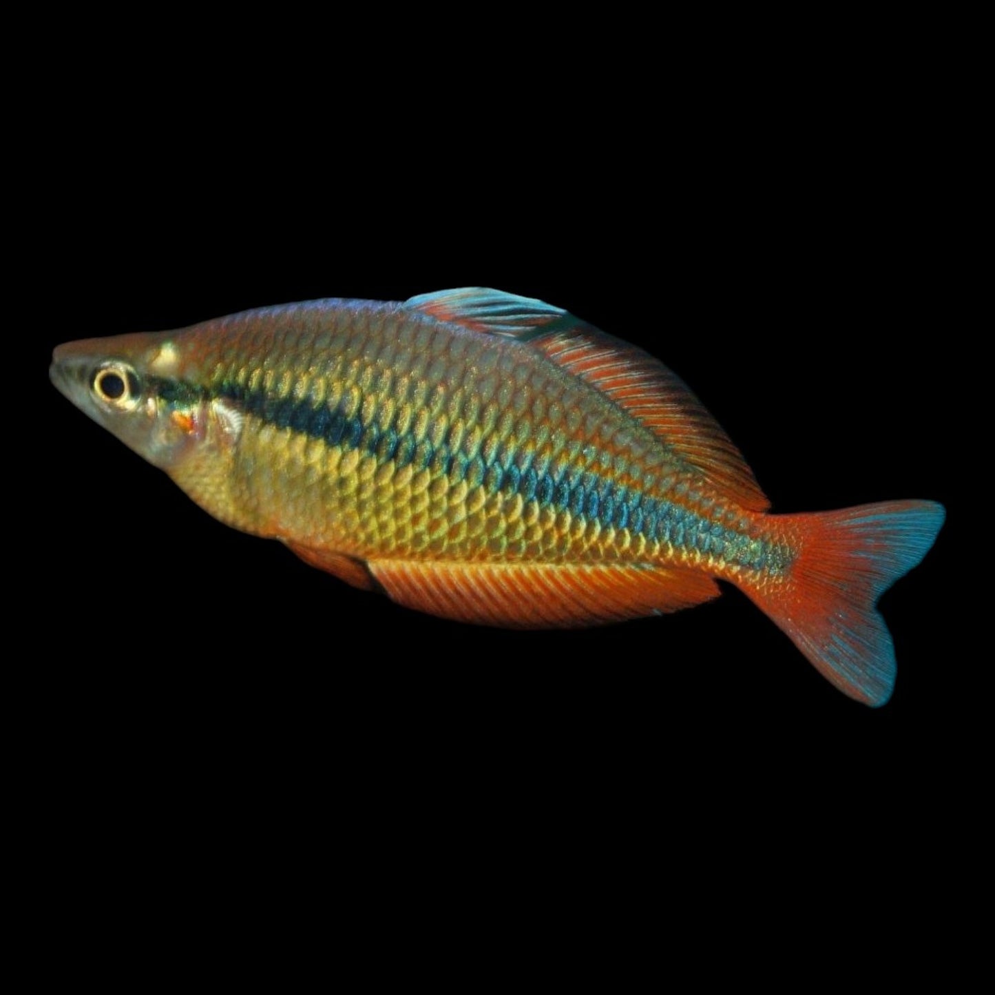 GOLDEN RAINBOW