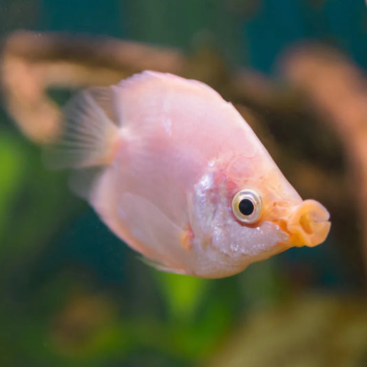 BALLOON KISSING GOURAMI