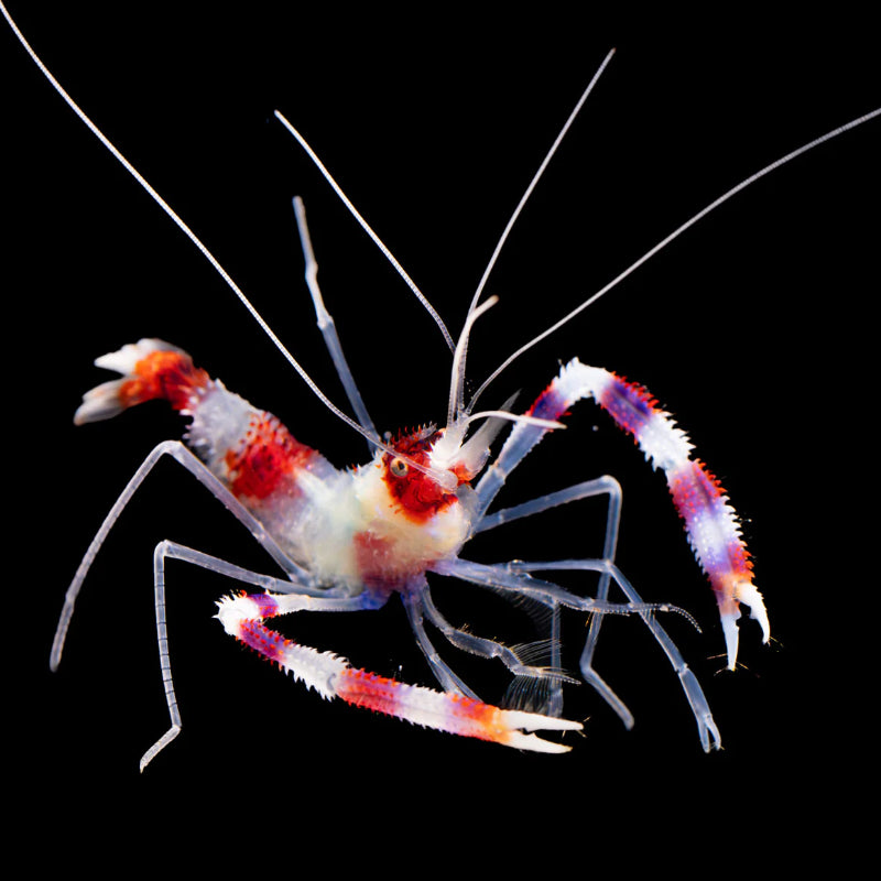 BANDED CORAL SHRIMP