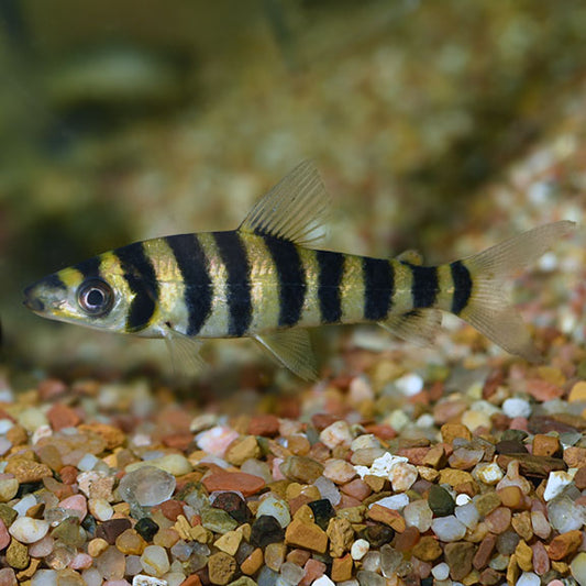 BANDED LEPORINUS