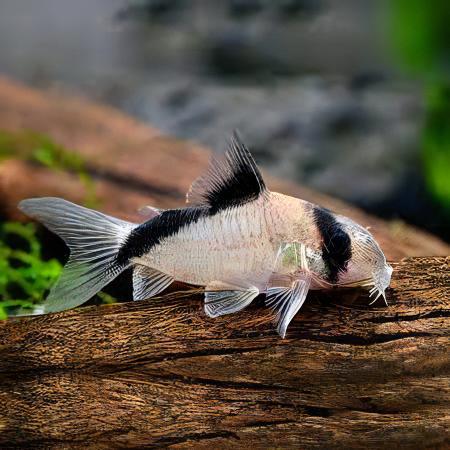 BANDIT CORYDORAS