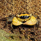 BATIK CRAB