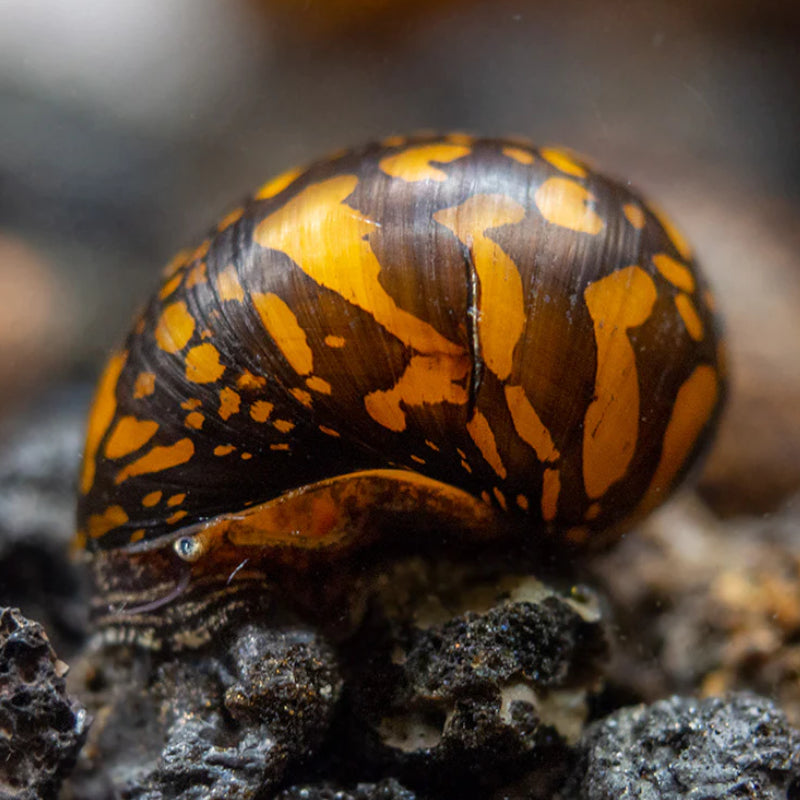 BATIK SNAIL