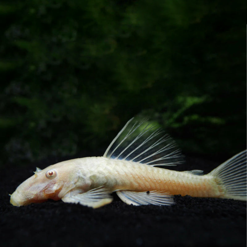 BIG-FIN BRISTLENOSE ALBINO PLECOSTOMUS
