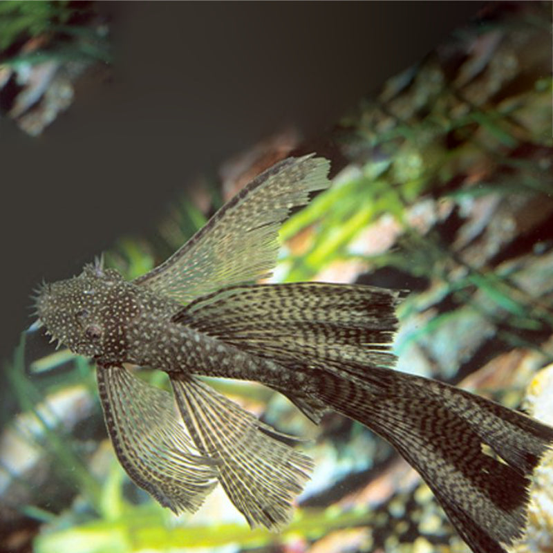 BIG-FIN BRISTLENOSE BLACK LONGFIN