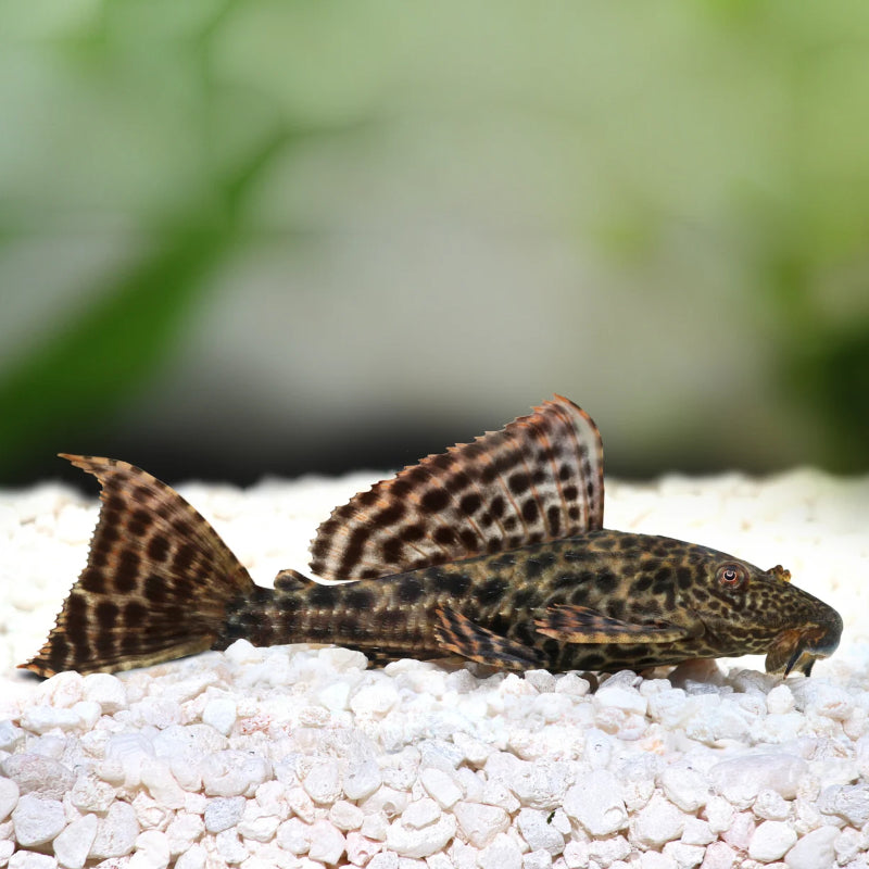 BIG-FIN BRISTLENOSE BLACK PLECOSTOMUS