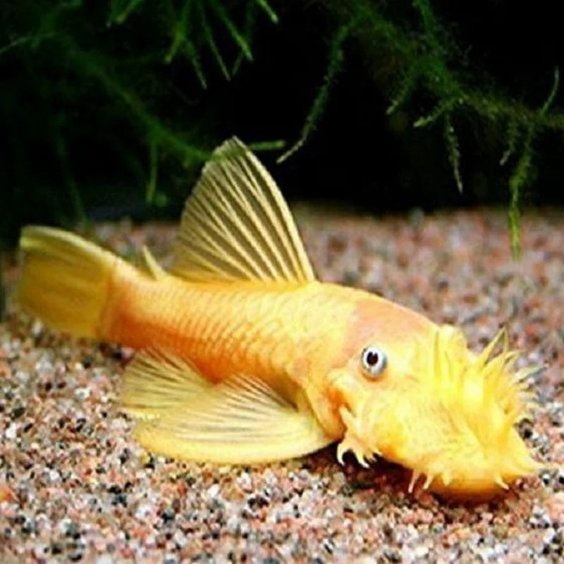 BIG-FIN BRISTLENOSE GOLDEN PLECOSTOMUS