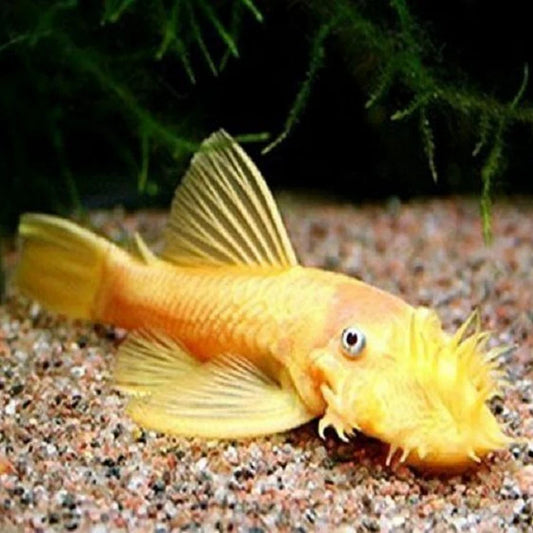 BIG-FIN BRISTLENOSE GOLDEN PLECOSTOMUS