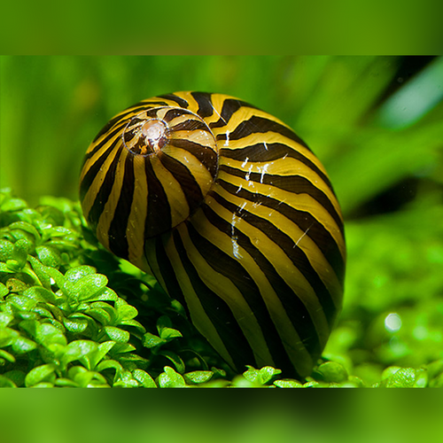 BIG LINE ZEBRA SNAIL