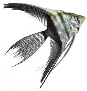BLACK AND WHITE VEILTAIL ANGEL