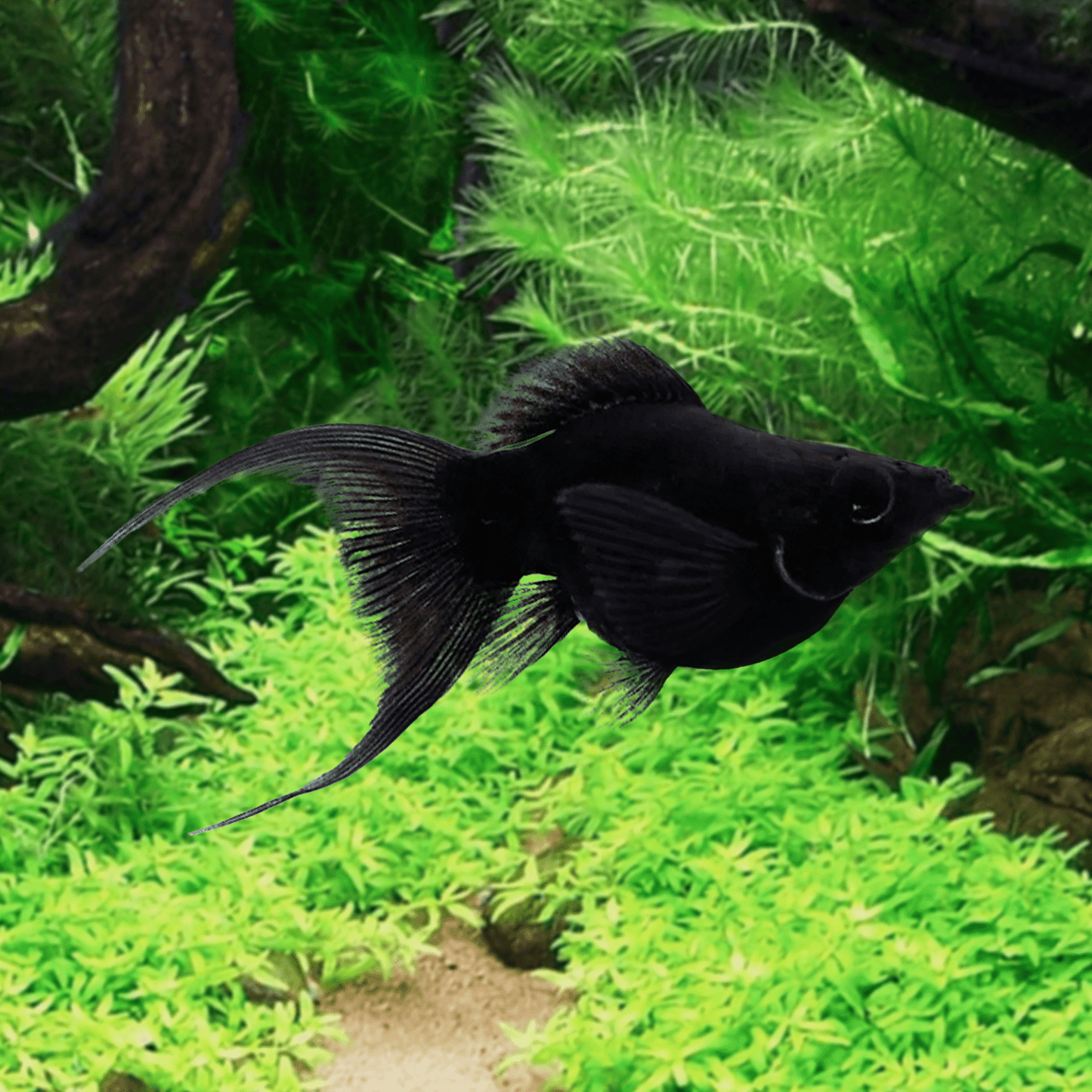 BLACK BALLOON LYRETAIL MOLLY