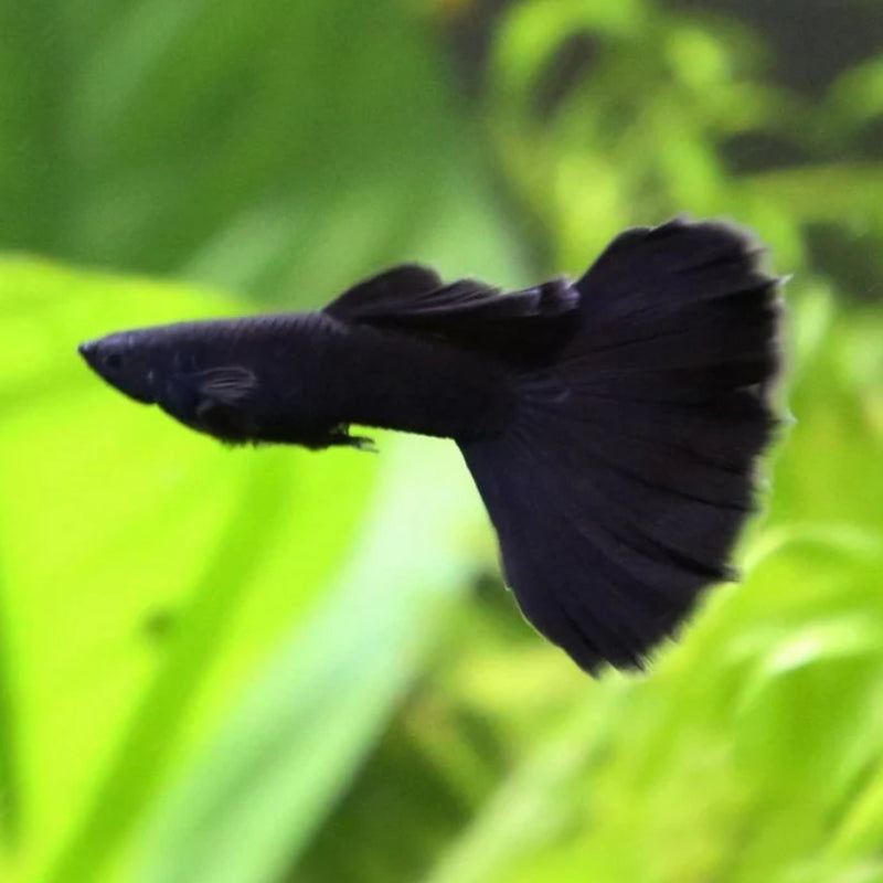 BLACK MOSCOW GUPPY