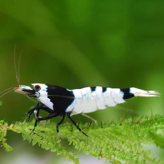 BLACK MOSURA SHRIMP
