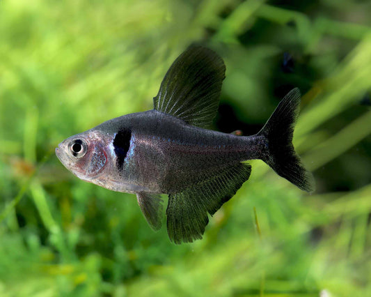 BLACK PHANTOM TETRA