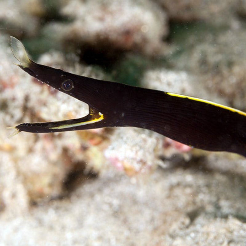 BLACK RIBBON EEL