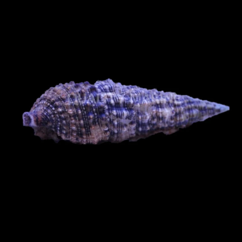 BLACK SAND SNAIL