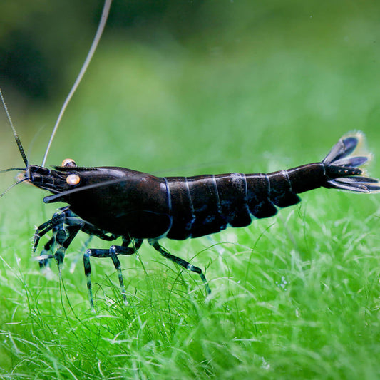 BLACK TIGER SHRIMP