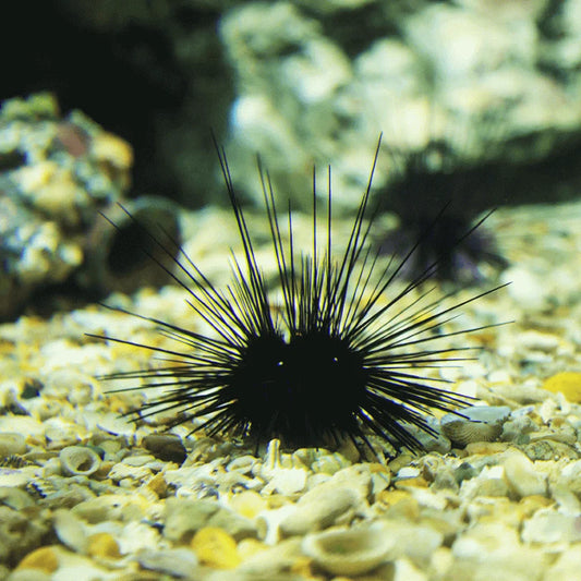 BLACK URCHIN SNAIL