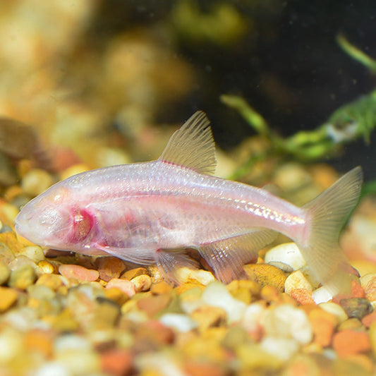 BLIND CAVE TETRA