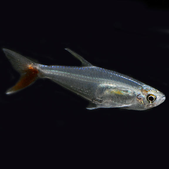 BLOOD FIN TETRA