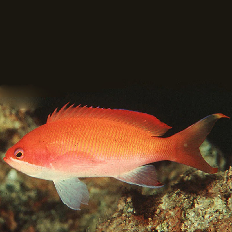 BLOODSPOT ANTHIAS FEMALE