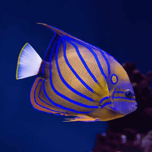 BLUE-RING ANGELFISH AD