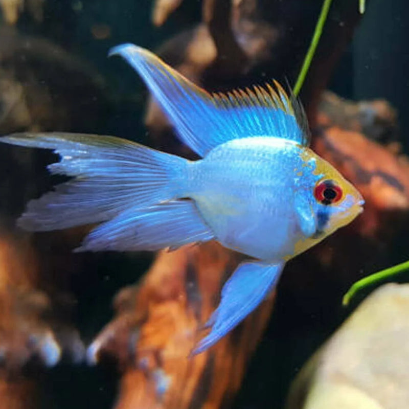 BLUE BALLOON RAMIREZI LONGFIN