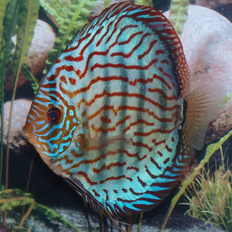 BLUE BRILLIANT DISCUS