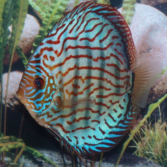 BLUE BRILLIANT DISCUS