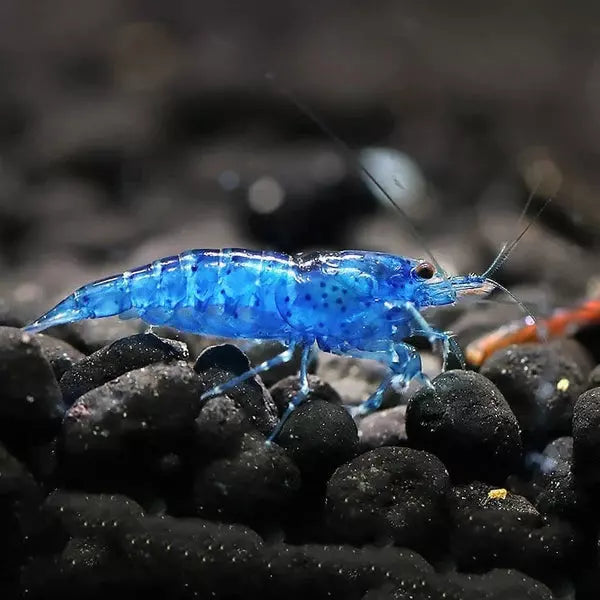 BLUE CHERRY BEE SHRIMP