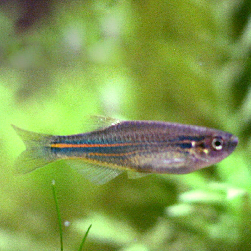 BLUE DANIO