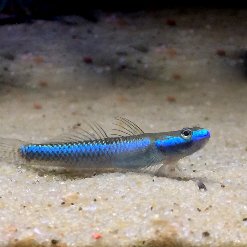 BLUE NEON GOBY