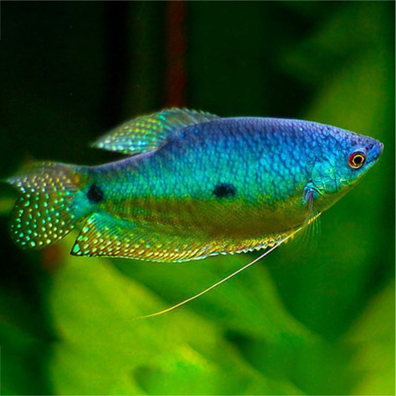 BLUE GOURAMI