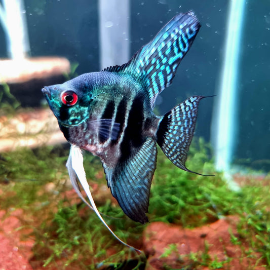 BLUE RED CHEEK ANGEL