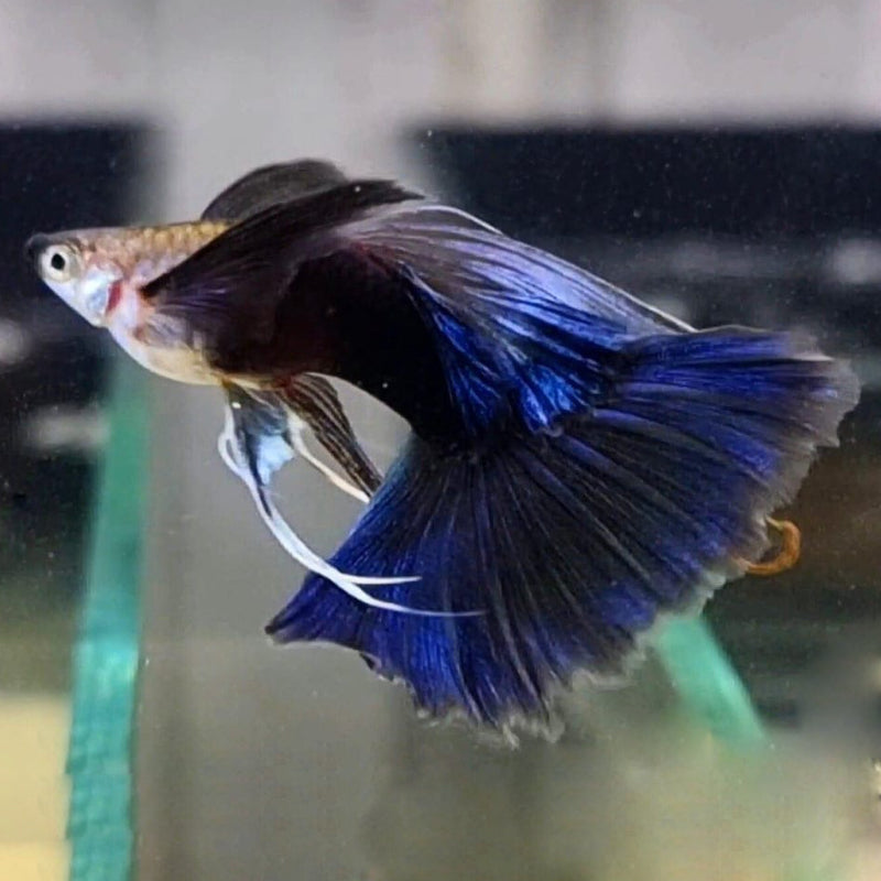BLUE RIBBON GUPPY