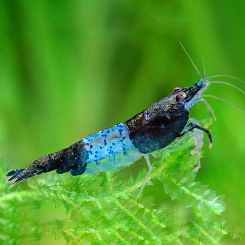 BLUE RILLI SHRIMP