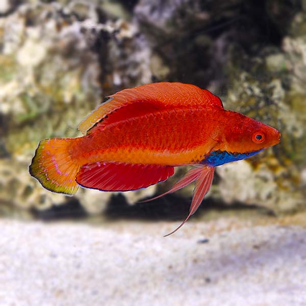 BLUE THROAT FAIRY WRASSE