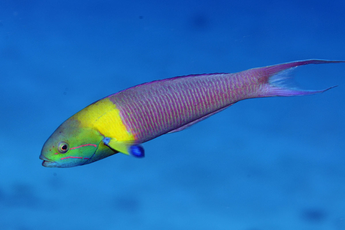 BLUNTHEADED WRASSE