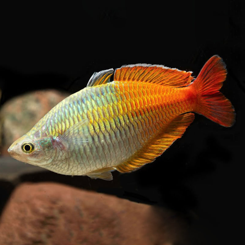 BOESEMANI RAINBOW UTER ( WILD )