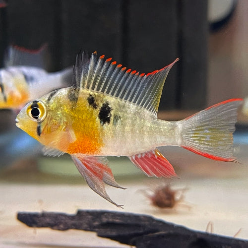BOLIVIAN RAMIREZI