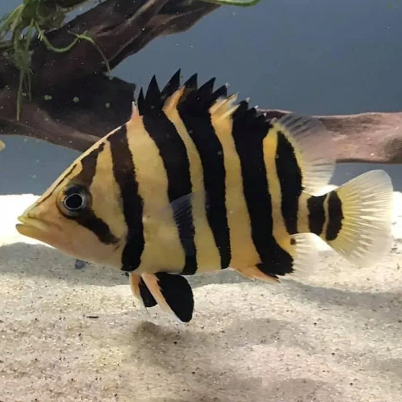 BORNEO TIGER DATZ FISH